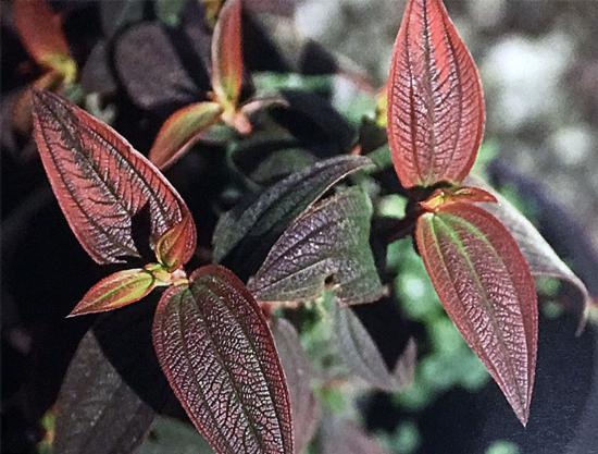 Chilling injury (reddish color) on leaves of Princess Flower (Tibouchina urvilleana)