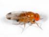 Spotted Wing Drosophila adult