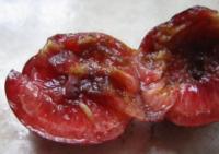 Larva in cherry - note damage