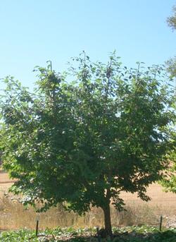 Plum tree after summer pruning<br>(click to enlarge)