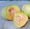 Golden Jenny melon