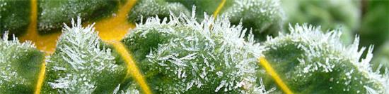Frost on Swiss chard may not cause damage.