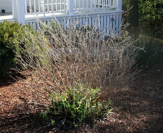 This Mexican bush sage (Salvia leucantha) is just beginning to grow in spring--time to prune.