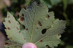Erineum Mite underside leaf